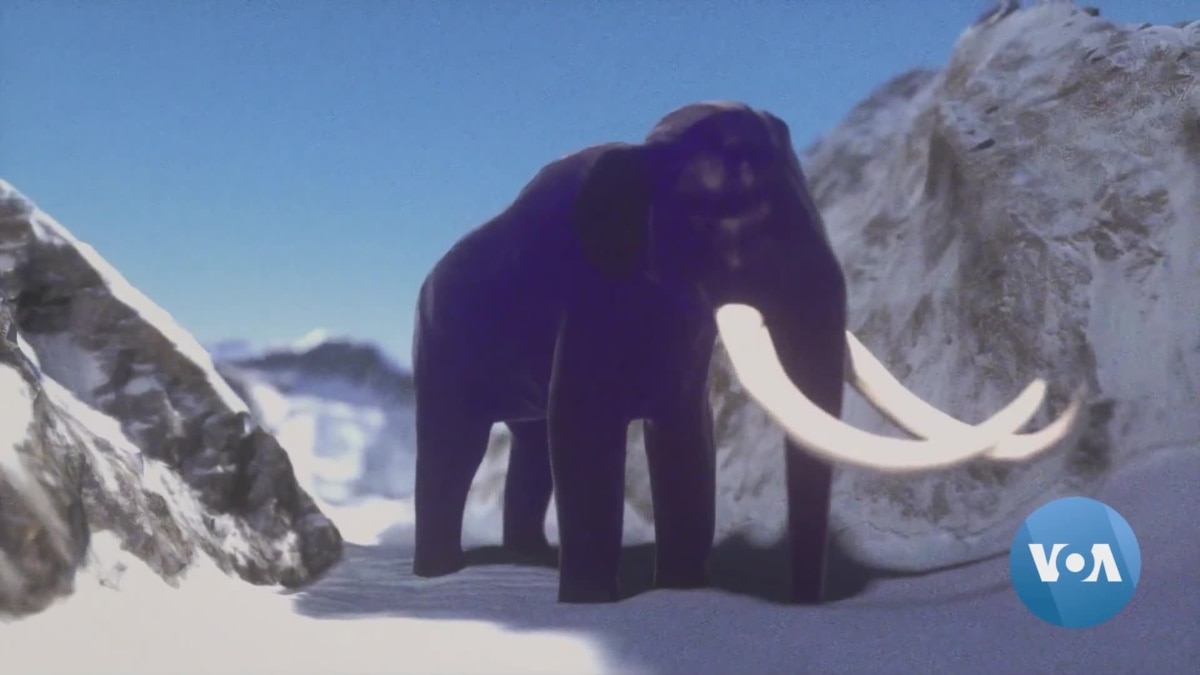 US Scientists Aim To Bring The Woolly Mammoth Back To Life   8da7849c F6e5 403c B8f3 3960d0423440 Tv W1200 R1 