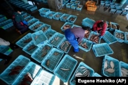 FILE - Local workers arrange fish during a morning auction at Hisanohama Port, Oct. 19, 2023 in Iwaki, northeastern Japan. (AP Photo/Eugene Hoshiko, File)