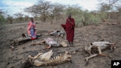 (FILE) Saito Ene Ruka and his neighbor, Kesoi Ole Tingoe walk past animal carcasses in Kenya.
