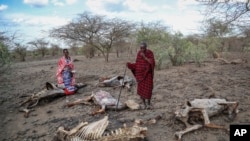 FILE—Saito Ene Ruka, right, who said he has lost 100 cows due to drought, and his neighbour Kesoi Ole Tingoe, left, who said she lost 40 cows, walk past animal carcasses at Ilangeruani village, near Lake Magadi, in Kenya, on Nov. 9, 2022.