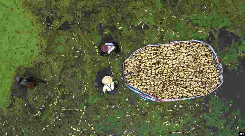 Farmers harvest lotus roots in Haian in China&#39;s eastern Jiangsu province.