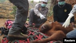 Seekor orangutan diselamatkan dari perkebunan kelapa sawit di distrik Batang Serangan, Langkat, Sumatra (Foto: dok).