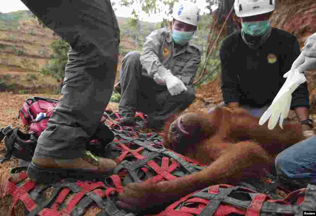 Local and government conservationists remove a rescued female orangutan in a palm oil plantation in Batang Serangan district, Langkat, North Sumatra province in this photo taken by Antara Foto, Sept. 1, 2015.