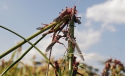 FILE - Locusts are seen in a sorghum farm in Jawaha village near Kamise town Amhara region, Ethiopia, Oct. 15, 2020. (Reuters)