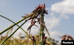 FILE - Locusts are seen in a sorghum farm in Jawaha village near Kamise town Amhara region, Ethiopia, Oct. 15, 2020. (Reuters)