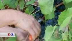 Li Îtalya Çinîna Tirî di Serdema Koronayê de Dijwartir Bûye