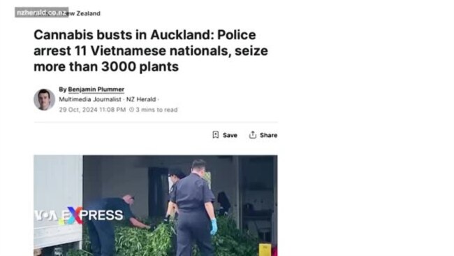 11 công dân Việt Nam bị bắt giữ ở New Zealand vì trồng cần sa
