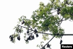 Indian flying fox or fruit bats roost in a tree near the city of Thottilpalam, India