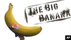 'The Big Banana' documentary shows the effects of an export banana plantation on the Mungo region of Cameroon, August 2011