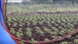 Buenos Días América 