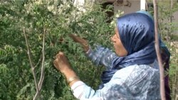 Samira Sghaier is seen pruning her moringa trees. (Lisa Bryant/VOA)
