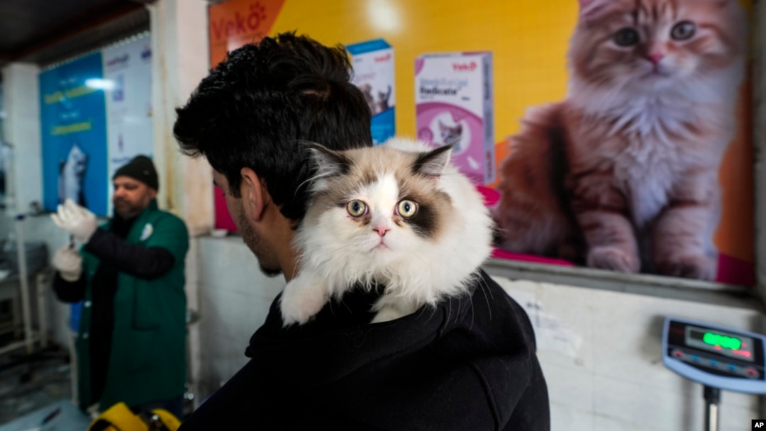 FILE - A Kashmiri man waits for his pet cat to receive treatment inside a Kashmir veterinary hospital in Srinagar, Indian-controlled Kashmir, Feb. 6, 2025.