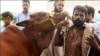 کراچی کی مویشی منڈی: نئے رنگ ڈھنگ، نئے انداز