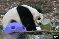 El panda gigante Bao Li juega con juguetes durante su debut público en el Zoológico Nacional Smithsonian en Washington, D.C., el 24 de enero de 2025.