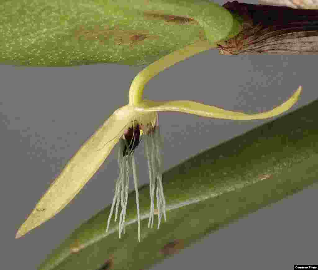 Bulbophyllum nocturnum. Common Name: Night-blooming Orchid. This rare orchid from Papua New Guinea is believed to be the only night bloomer among the 25,000 known species of orchids.(Photo: Andre Schuiteman)