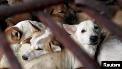 Data Dog Meat Free Indonesia menyebutkan 13.700 ekor anjing dibunuh untuk dikonsumsi setiap bulan di wilayah Solo, Jawa Tengah. (Foto: ilustrasi).