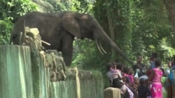 Abidjan Zoo Slowly Recovering After Years in Crisis