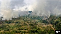 Hutan Amazon. (Foto: AFP) 