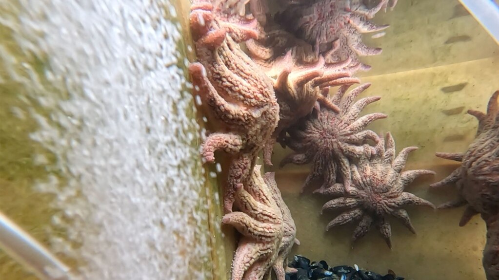 Scientists Learn about Sea Star Die-off