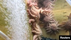 Sunflower sea stars seen in an enclosure at University of Wasington’s Friday Harbor Marine Lab in Friday Harbor, Washington, U.S., February 11, 2023. (REUTERS/Matt Mills McKnight)