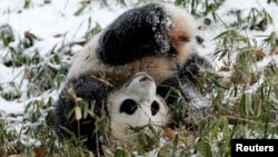 El panda Bao Bao juega en la nieve en el Zoológico Nacional de Washington, EE.UU.