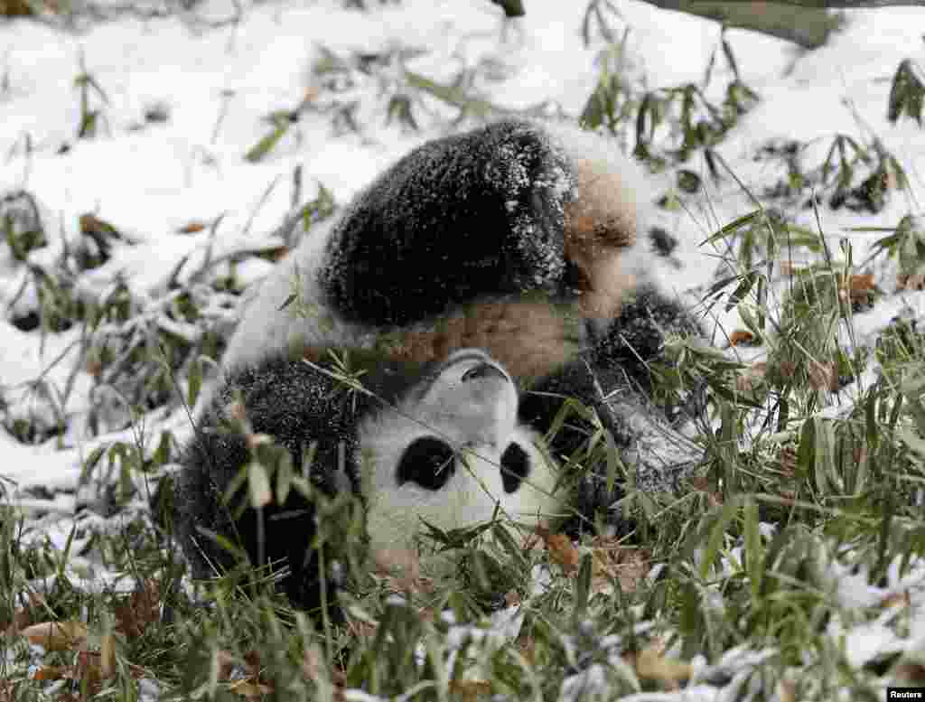 2015年1月27日，寶寶在雪地上玩耍 