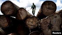 FILE —: An agent of the Brazilian Institute for the Environment and Renewable Natural Resources ) inspects a tree extracted from the Amazon rainforest, in a sawmill during an operation to combat deforestation, in Placas, Para State, Brazil January 20, 2023.