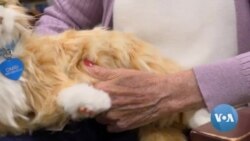 California Nursing Homes Use Robotic Pets to Help the Elderly