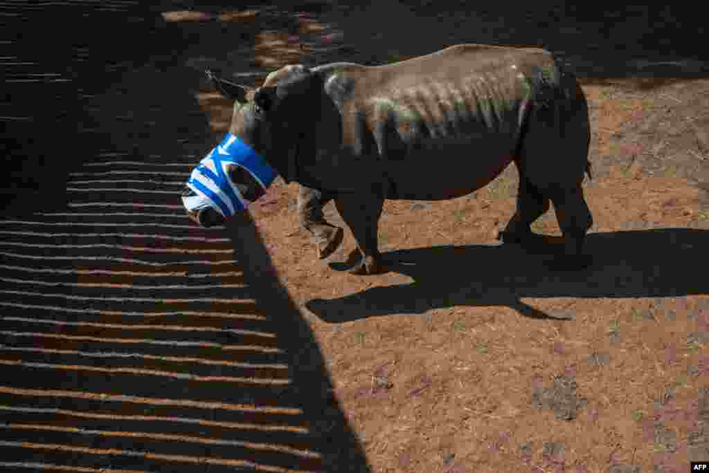 A poached de-horned rhinoceros, left to die by poachers, walks with bandage and stitches after being treated by South African veterinarians on a ranch in Bela Bela some 150 KM north of Johannesburg in Bela Bela district .