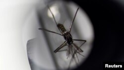 Nyamuk aedes aegypti tampak di bawah mikroskop di fasiitas milik Badan Lingkungan Hidup Singapura, 19 Agustus 2020. (Foto: Reuters)