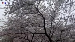 Amagana y'Abantu Yasuye Ururabo Cherry Blossom I Washington