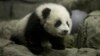 Washington's Baby Panda Makes Media Appearance