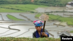 A farmer works on a terraced paddy field for the new rice season in Vietnam's northern Mu Cang Chai district, 360 km (225 miles) northwest of Hanoi, June 6, 2016. 