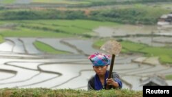 A farmer works on a terraced paddy field for the new rice season in Vietnam's northern Mu Cang Chai district, 360 km (225 miles) northwest of Hanoi, June 6, 2016. 