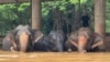 This photo provided by the Elephant Nature Park shows three of the roughly 100 elephants stuck in rising floodwaters at the park in Chiang Mai Province, Thailand, Oct. 3, 2024. (Darrick Thompson/Elephant Nature Park via AP)