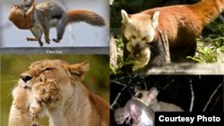 This image shows infant responses: Top left, squirrel; Top right, red panda; Bottom left, lion; Bottom right, grey mouse lemur. (Photo courtesy RIKEN)