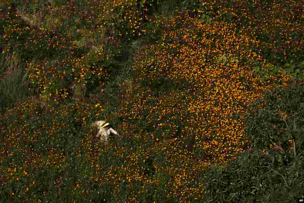 Seorang petani memetik bunga marigold untuk membuat karangan bunga yang akan dijual untuk festival Tihar, di pinggiran Kathmandu, Nepal.(AP)&nbsp;