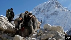 西藏犛牛進駐美國高原