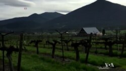 Oregon Wineries Branch Out to Legal Marijuana