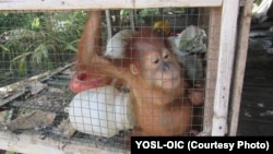 Orangutan Sumatera yang dikurung dalam kandang dan kemudian diselamatkan oleh petugas dari tangan warga di Kabupaten Aceh Barat Daya (courtesy: YOSL-OIC)