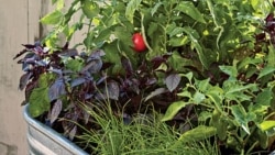 New Ways to Grow Crops