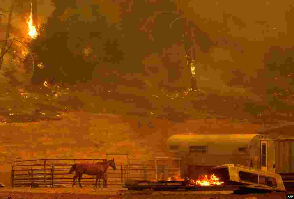 A horse runs by a stall as flames from the Hennessey fire approach a property in the Spanish Flat area of Napa, California, Aug. 18, 2020. Dozens of fires are burning out of control throughout northern California as fire resources are spread thin.