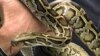 Pythons Unlock Human Heart Health Secrets