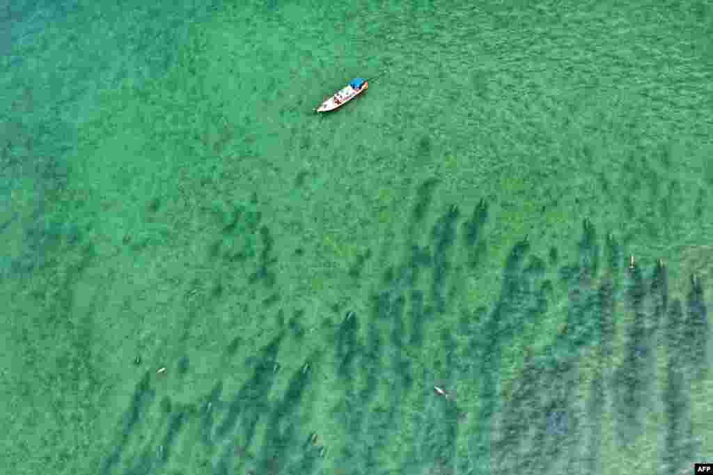This aerial view handout from Thailand's National Marine Park Operation Center in Trang province, southern Thailand, shows dugongs swimming in Joohoy cape at Libong island in Trang.