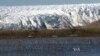 Arctic's Epic Mosquito Swarms May Get Worse with Climate Change