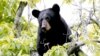 Little Boy Found in Woods Says He ‘Hung Out’ with Bear