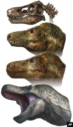 This illustration provided by Mark P. Witton in March 2023 depicts two principal models of predatory dinosaur facial appearance: crocodilian-like lipless jaws, or a lizard-like lipped mouth. (Mark P. Witton via AP)