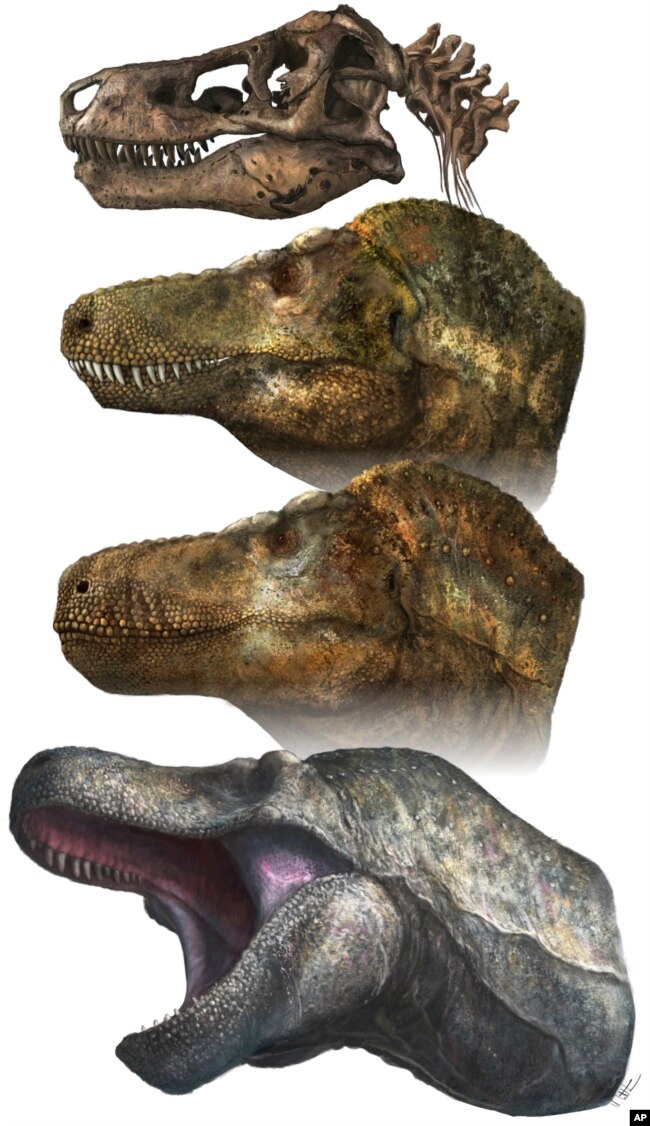 This illustration provided by Mark P. Witton in March 2023 depicts two principal models of predatory dinosaur facial appearance: crocodilian-like lipless jaws, or a lizard-like lipped mouth. (Mark P. Witton via AP)