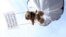 Teddy bear hangs on parachute during protest training for Belarusian airspace intrusion by Swedish human rights activist, Stockholm, July 2012.
