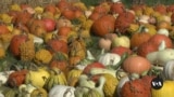 US farmers weigh tariffs, farm bill as Election Day nears